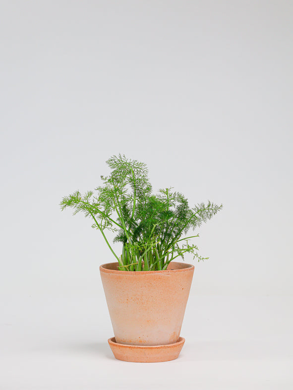 Fennel